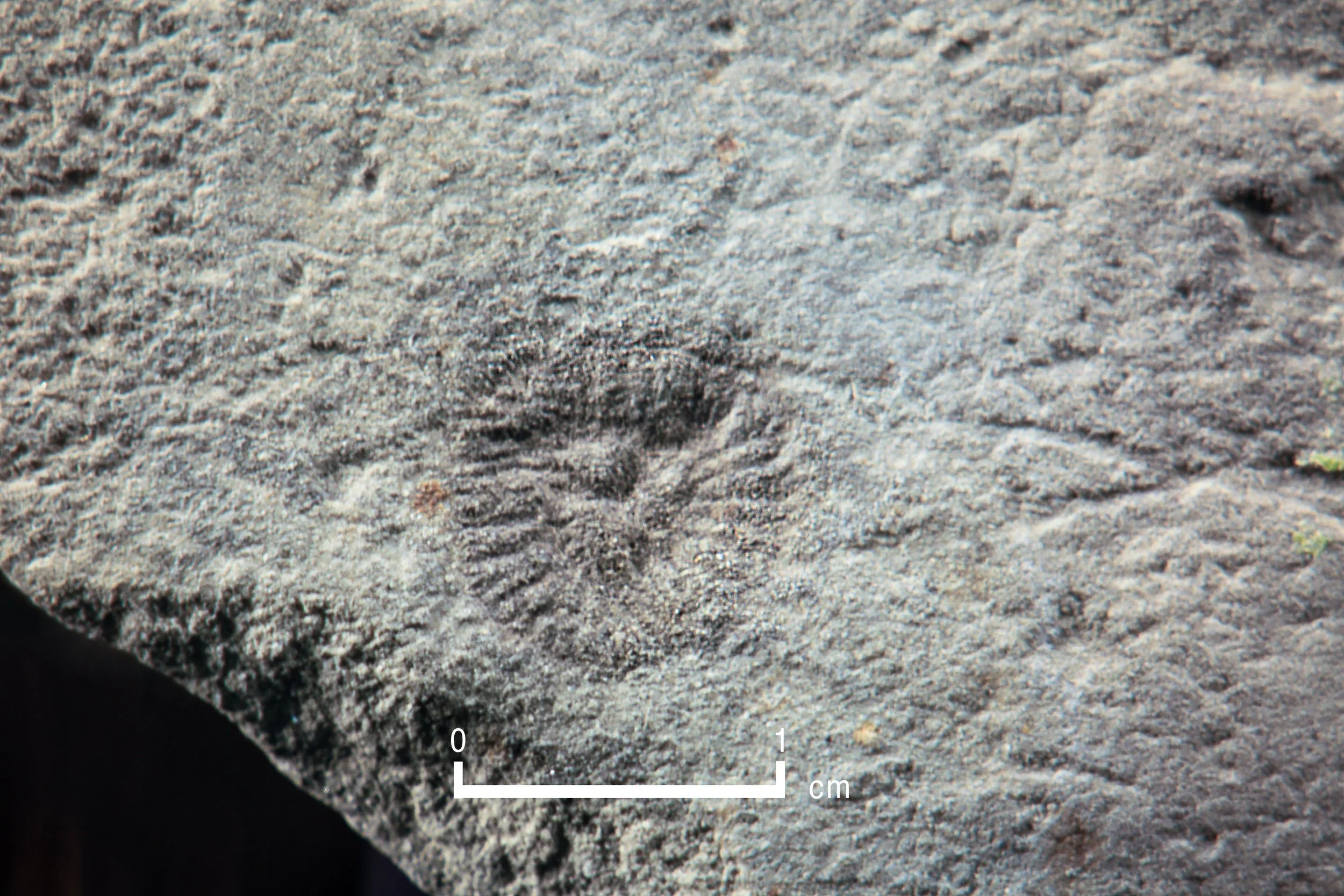 Browse Ediacaran — Geoscience Research Institute